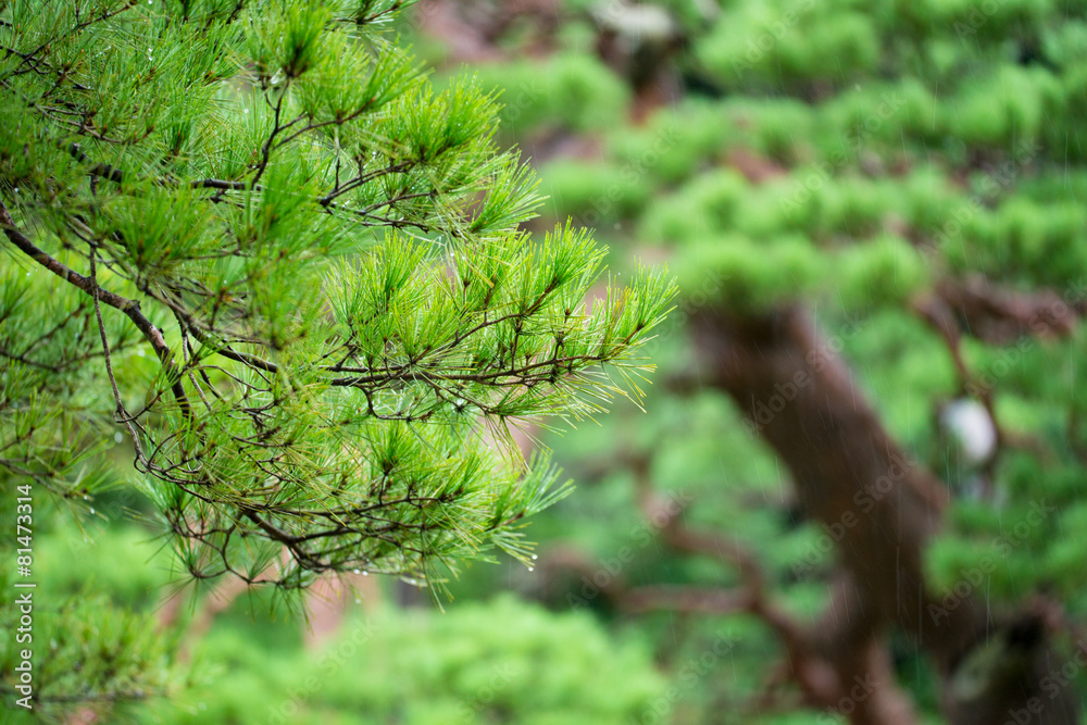 Fototapeta premium 雨の六義園と松