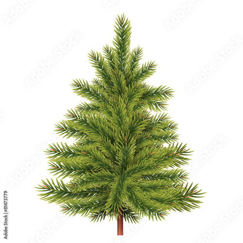Green Christmas spruce fir tree isolated on white background.