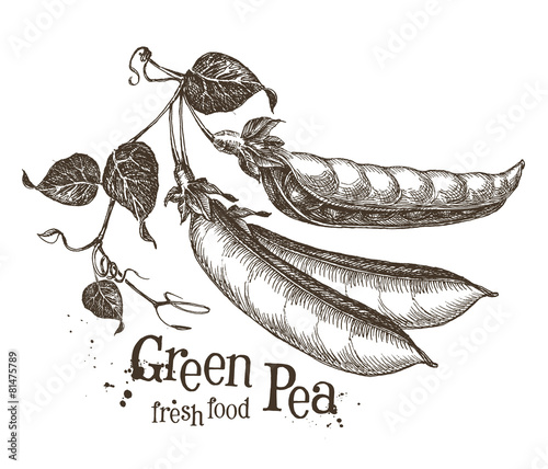 peas vector logo design template. fresh vegetables or food icon.