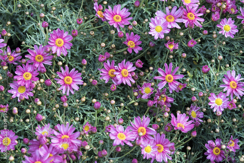 piccole margherite viola piccole margherite viola