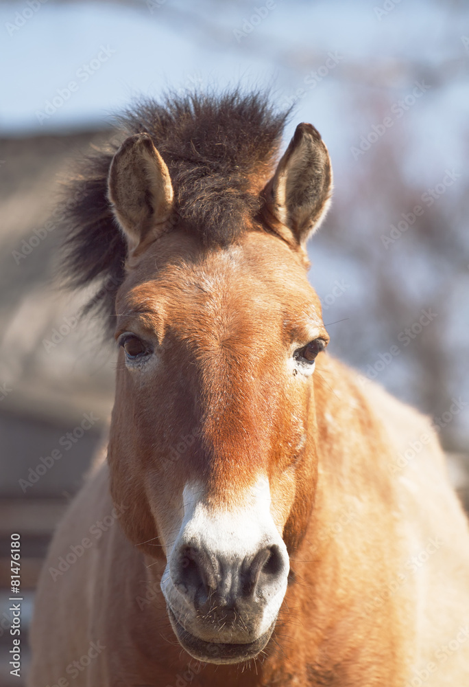Przewalski's horse (Mongolian wild horse) Przewalski's horse (Mongolian wild horse)