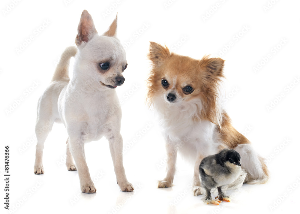 chihuahuas and chick