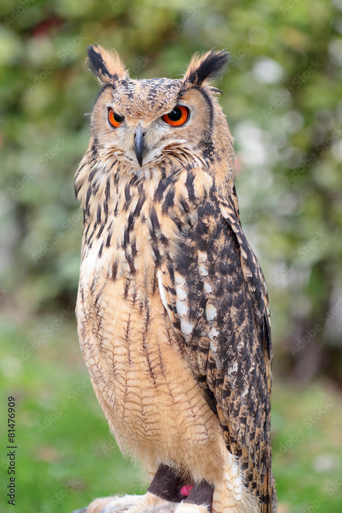 Obraz premium An indian rock eagle-owl, Bubo bengalensis