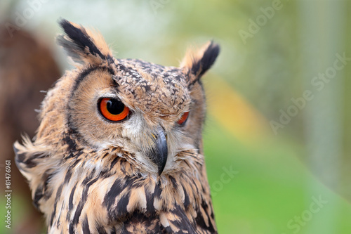 Portrait of an indian rock eagle-owl © mattiaath