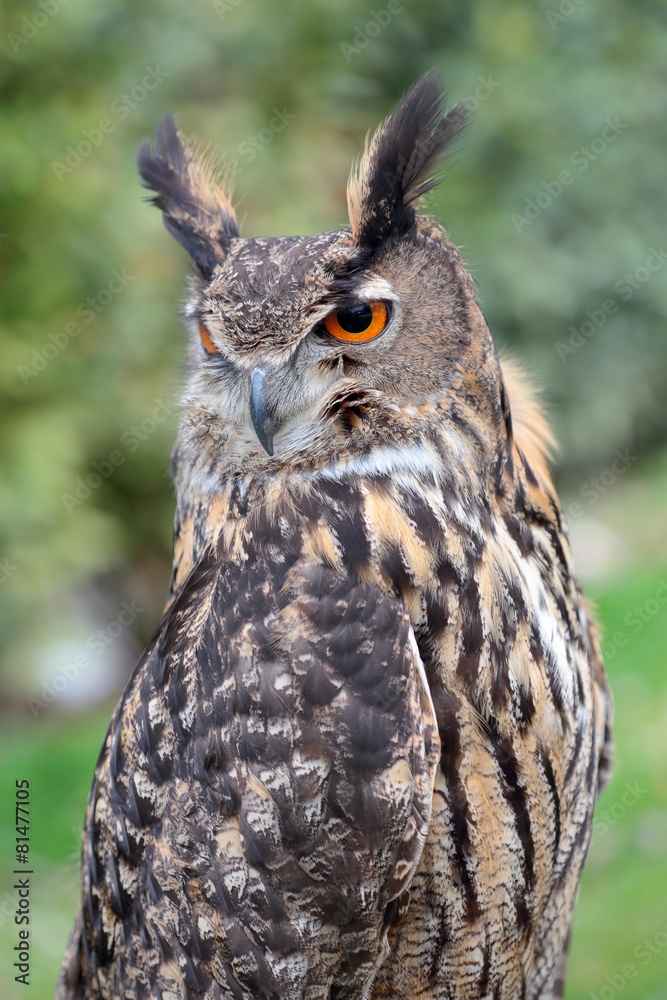 Eurasian eagle-owl Eurasian eagle-owl
