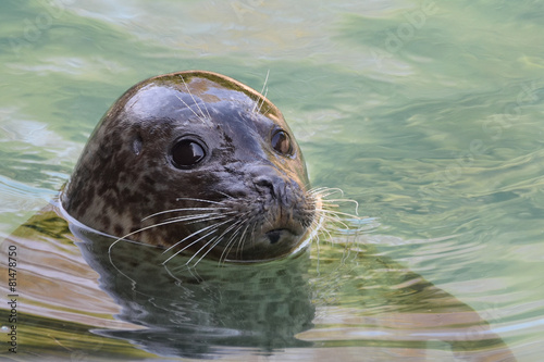 Foca comune