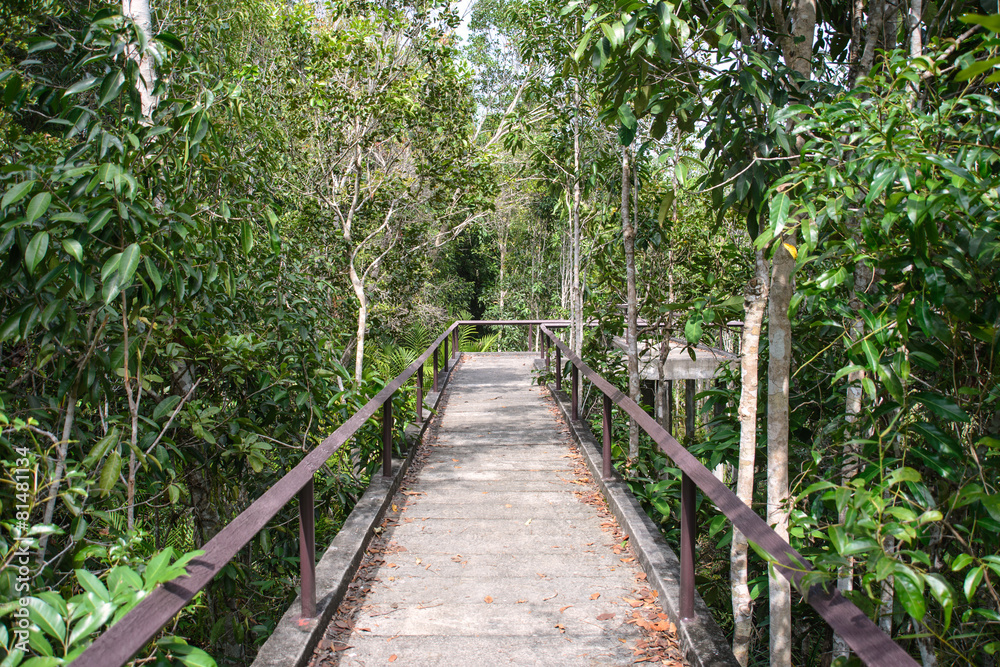 Wooden Pathway in mangrove forest