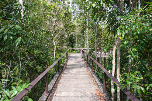 Wooden Pathway in mangrove forest