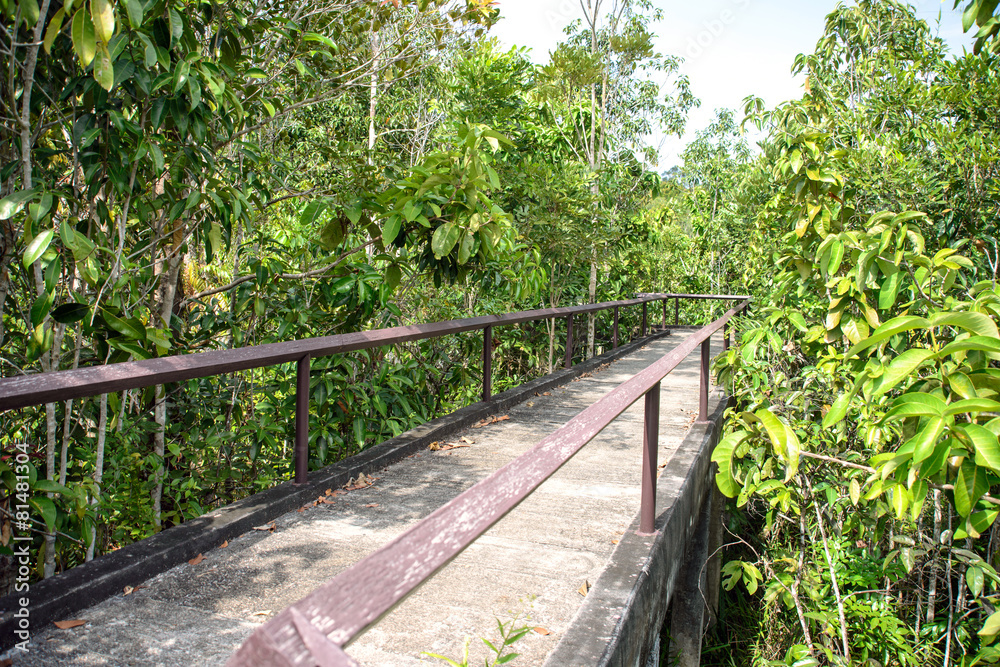 Obraz premium Pathway in mangrove forest