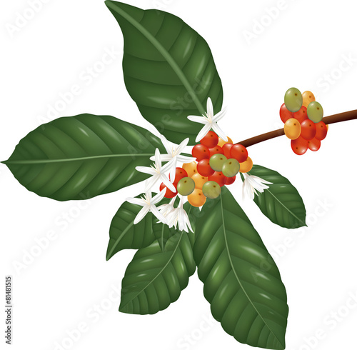 Coffe  species branch with coffee berries and blossom