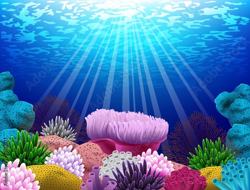 Seabed where there  coral and shells