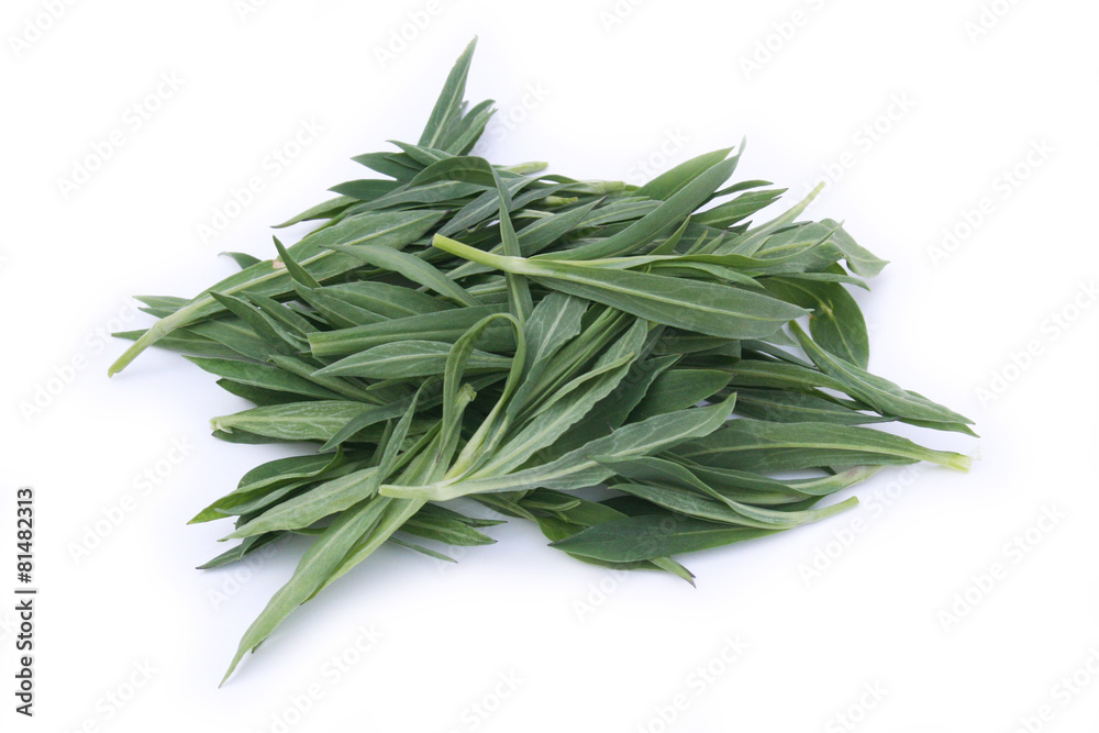 Fototapeta premium germogli di silene inflata_ sfondo bianco