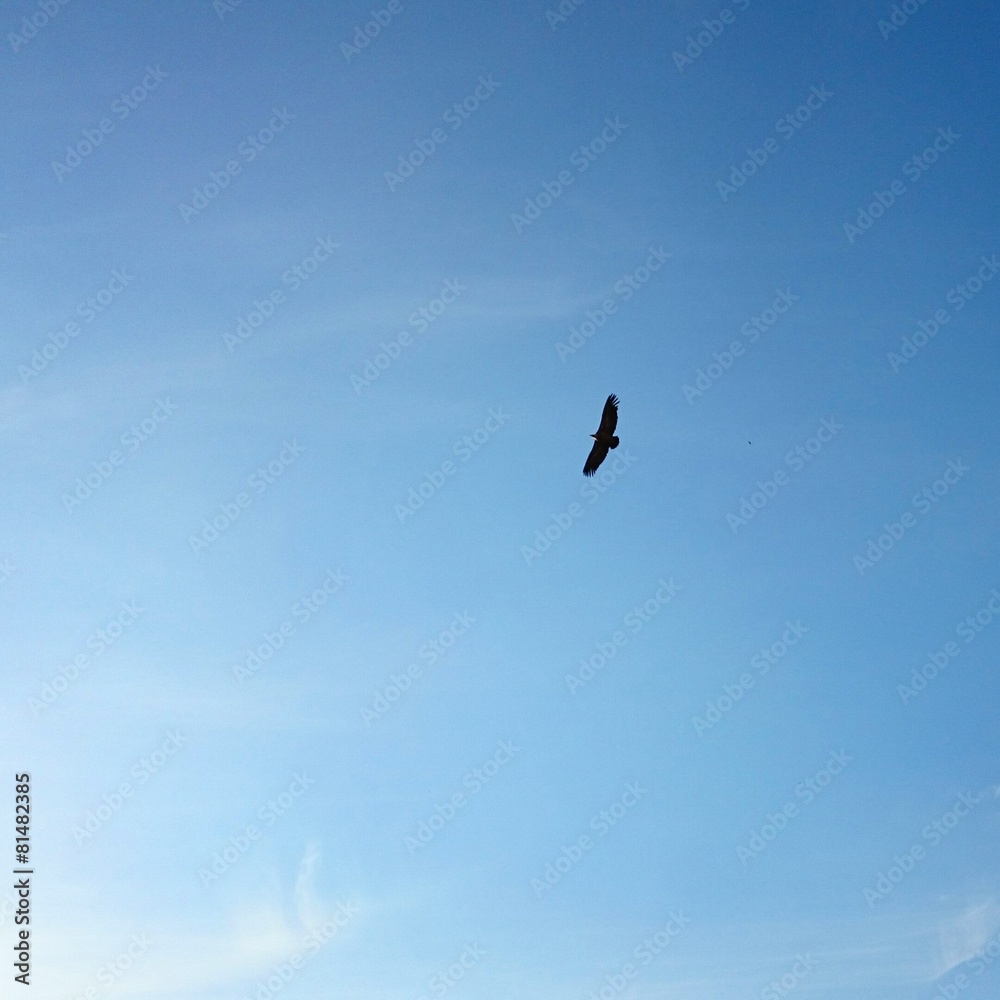 Buitre volando Buitre volando