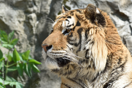 Fototapeta Naklejka Na Ścianę i Meble -  tigre