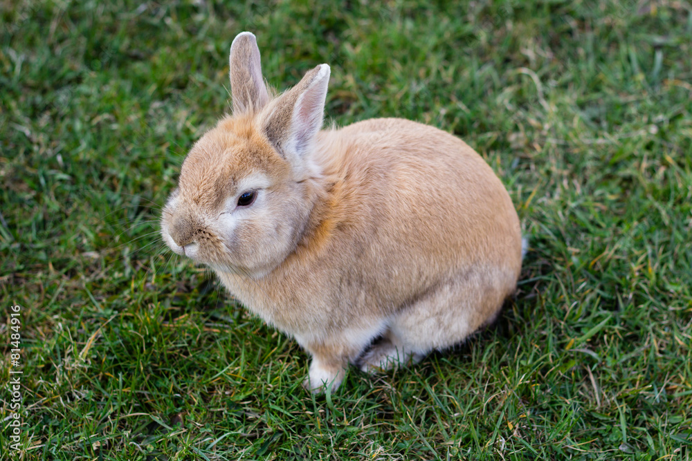 small brown bunny on green grass in summer garden small brown bunny on green grass in summer garden