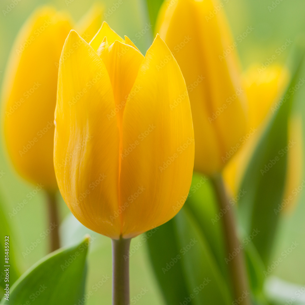 Naklejka premium Buttery Tulip