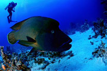 Foto auf Acrylglas Tauchen Big Napoleon Fish  © cineuno