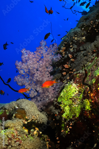 Fototapeta Naklejka Na Ścianę i Meble -  Coral