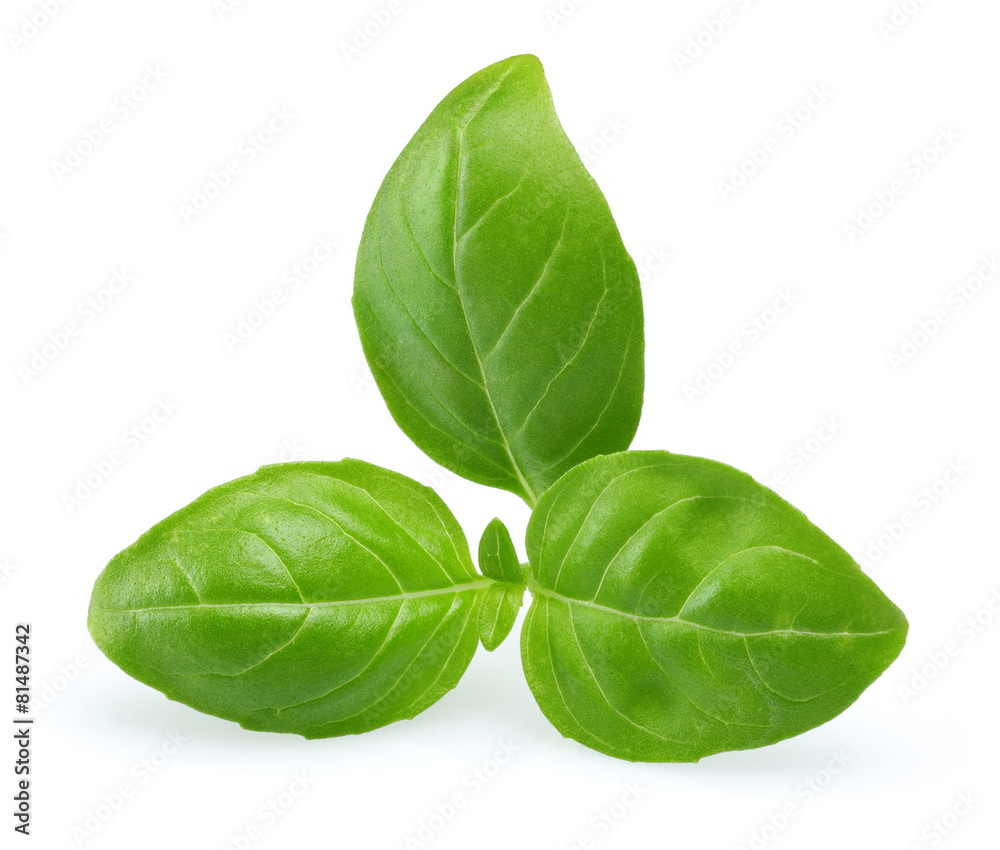 Basil Basil
