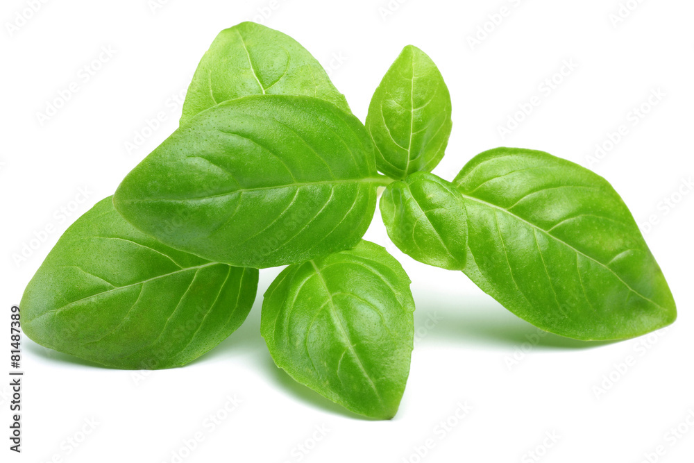 Basil Basil