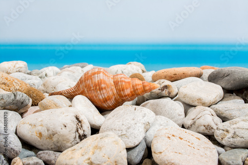 Stones and seashell on the beach with stones
