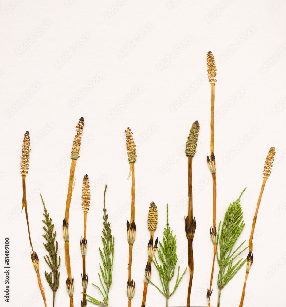 つくしの押し花 Stock 写真 Adobe Stock つくしの押し花 Stock 写真 Adobe Stock