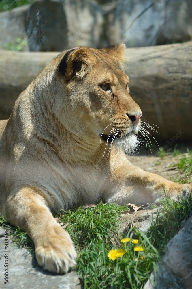 Leone Leone