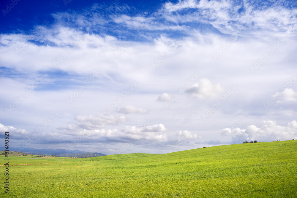 Sardegna, campo di  grano in primavera