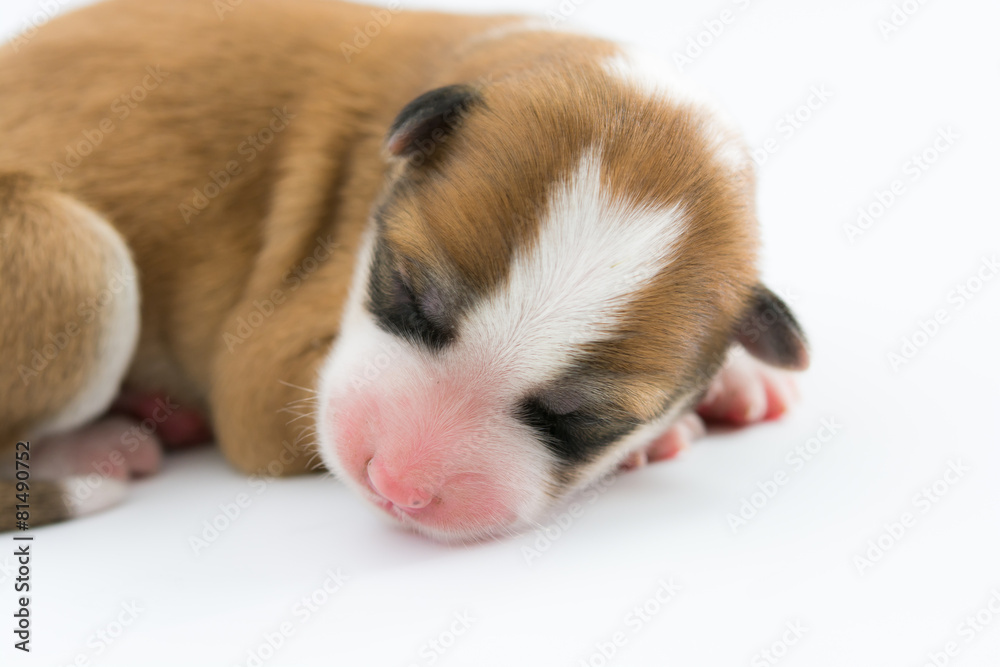 One day for newborn pup
