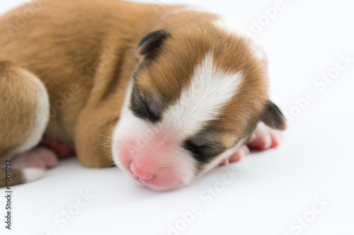 Fototapeta Naklejka Na Ścianę i Meble -  One day for newborn pup