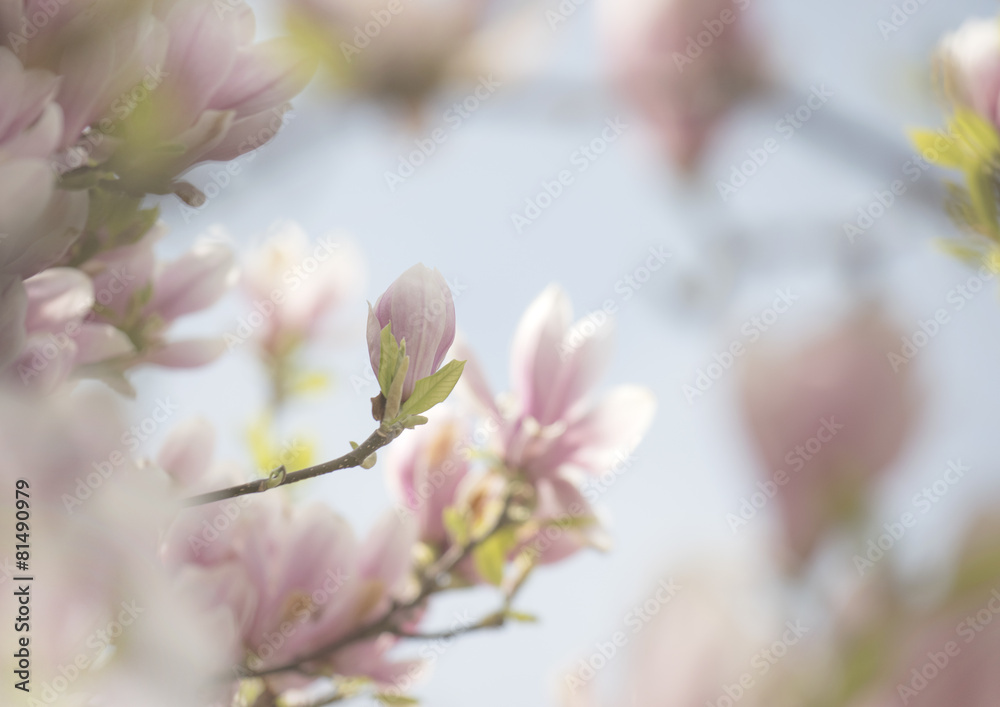 Obraz premium Magnolie