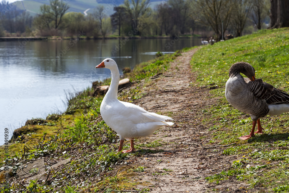 Geese in spring sunny Remich, Luxembourg Geese in spring sunny Remich, Luxembourg