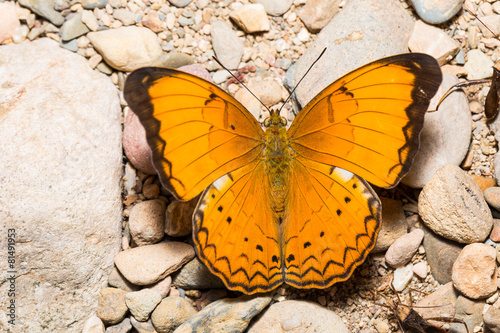 Orange Large yeoman butterfly photo