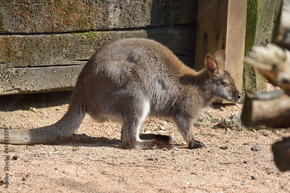 Naklejka premium canguro rosso