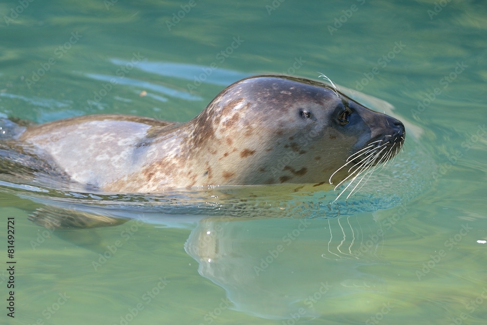 Fototapeta premium Foca
