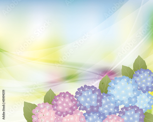 hydrangea background