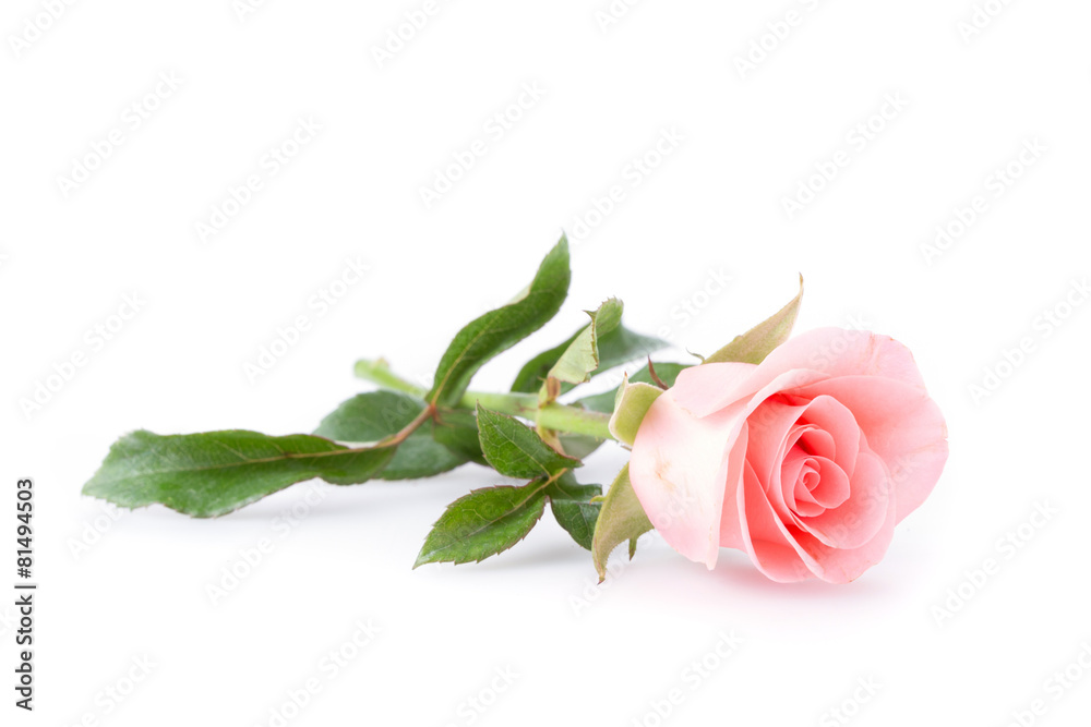 Fototapeta premium pink rose flower on white background