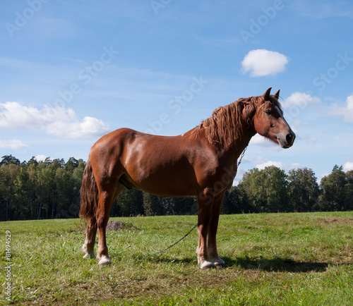 Dark bay horse in a meadow