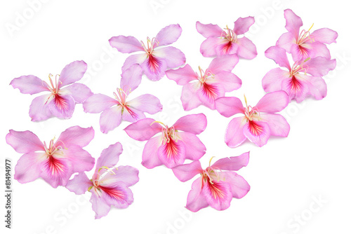 bauhinia flowers