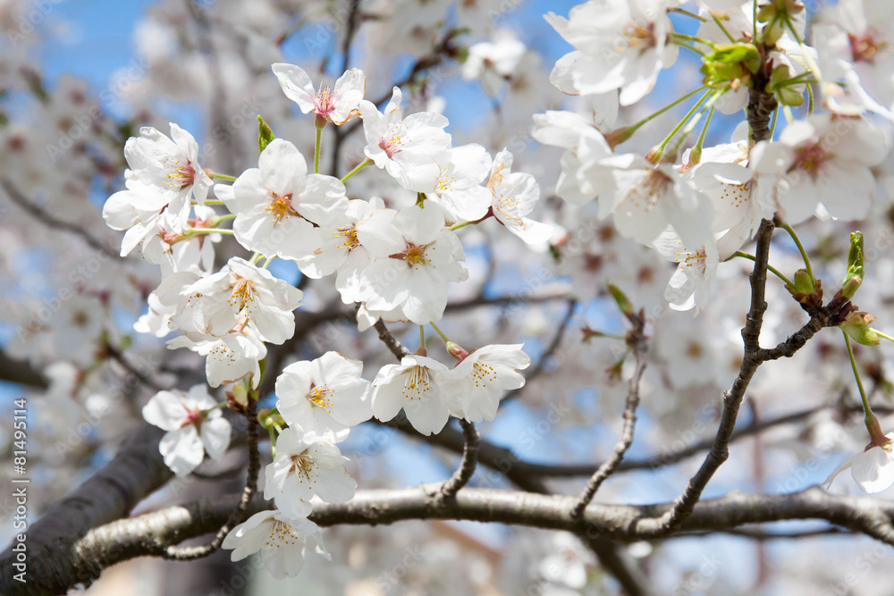 桜の花 桜の花