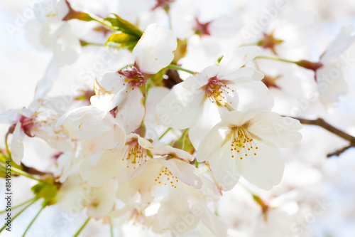 桜の花