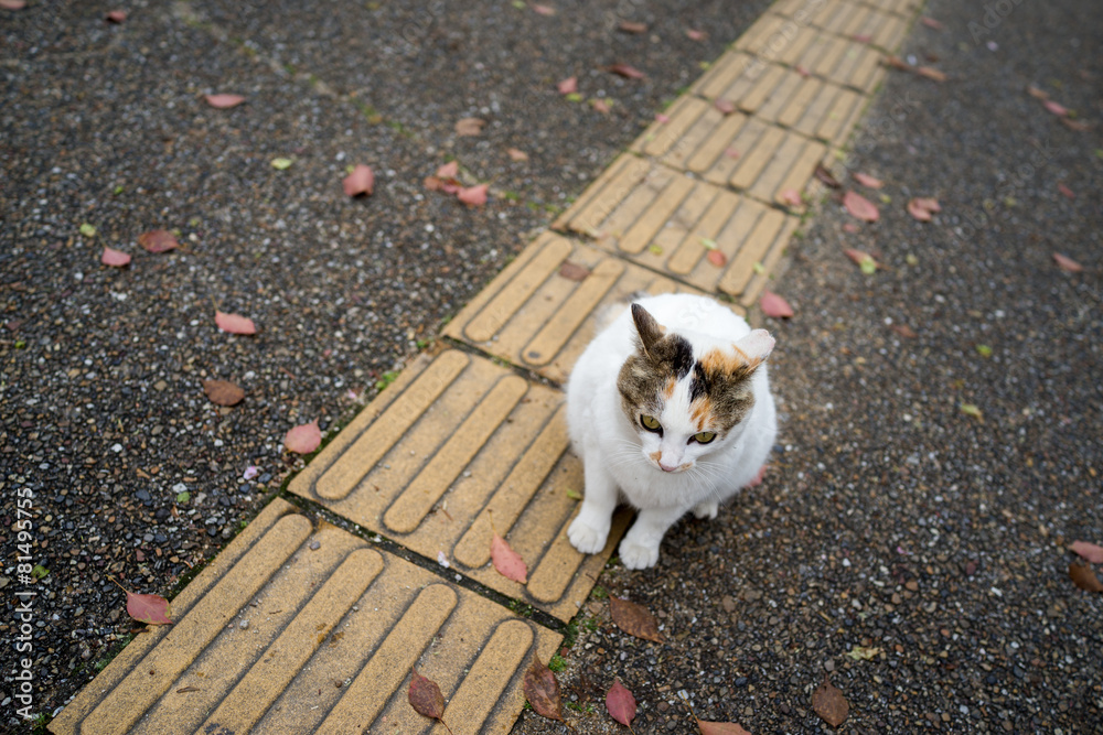 のらねこのいる風景