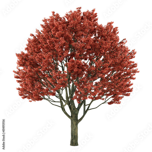 Tree isolated. Acer griseum