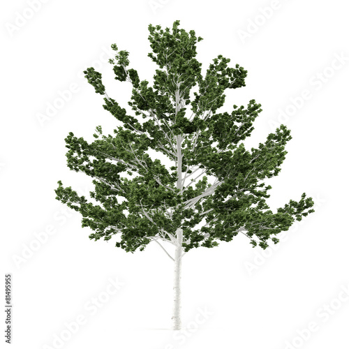 Tree isolated. Betula