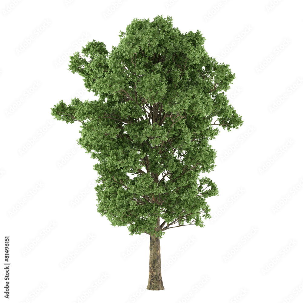 Tree isolated. Populus x canescens Tree isolated. Populus x canescens