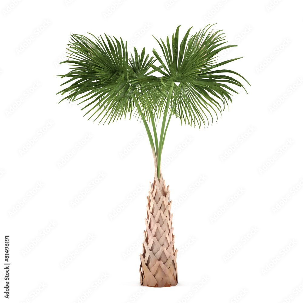Palm tree isolated. Sabal palmetto Palm tree isolated. Sabal palmetto