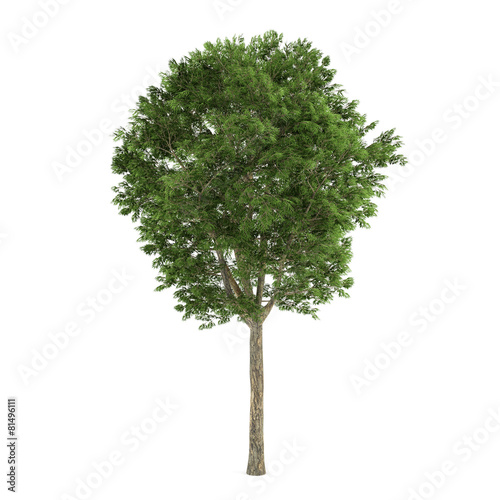 Tree isolated. Fraxinus