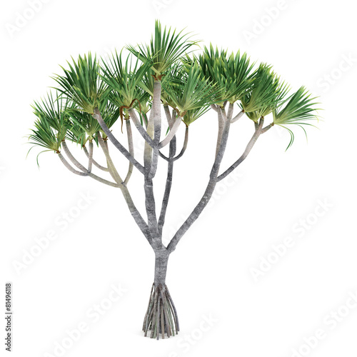 Palm plant tree isolated. Pandanus utilis photo
