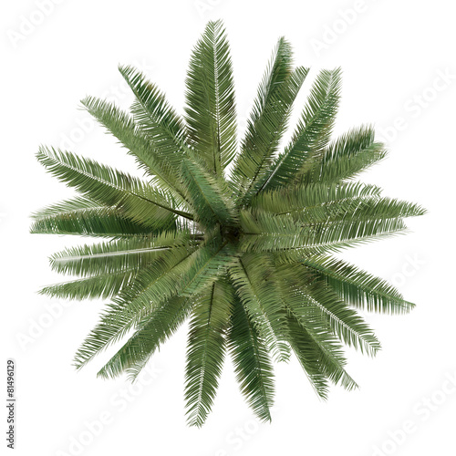 Palm tree isolated. Jubaea chilensis top view