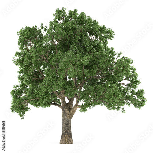 Tree isolated. Quercus photo
